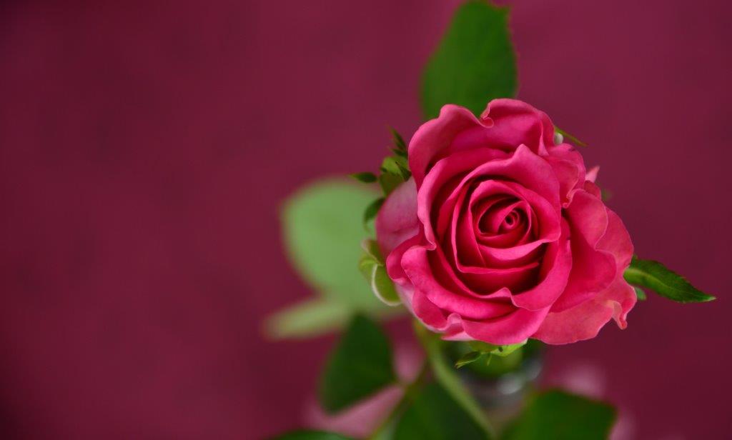 Valentine Rose Lo