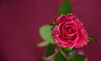 Valentine Rose Lo