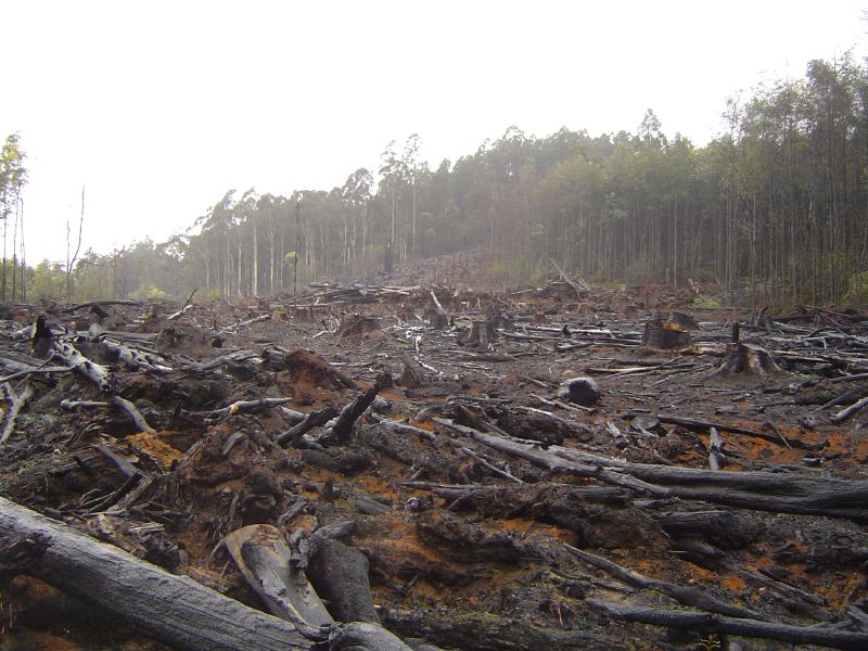 Deforestation Flickr Crustmania