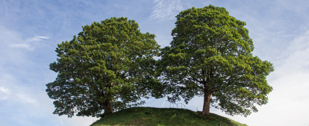 Mound E1680174853333 1024X419 (1)